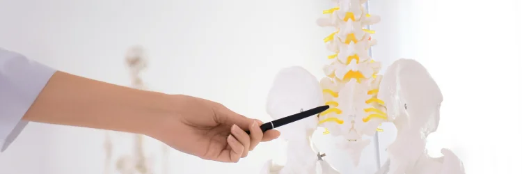 Chiropractors in Appleton, WI have Extensive Schooling